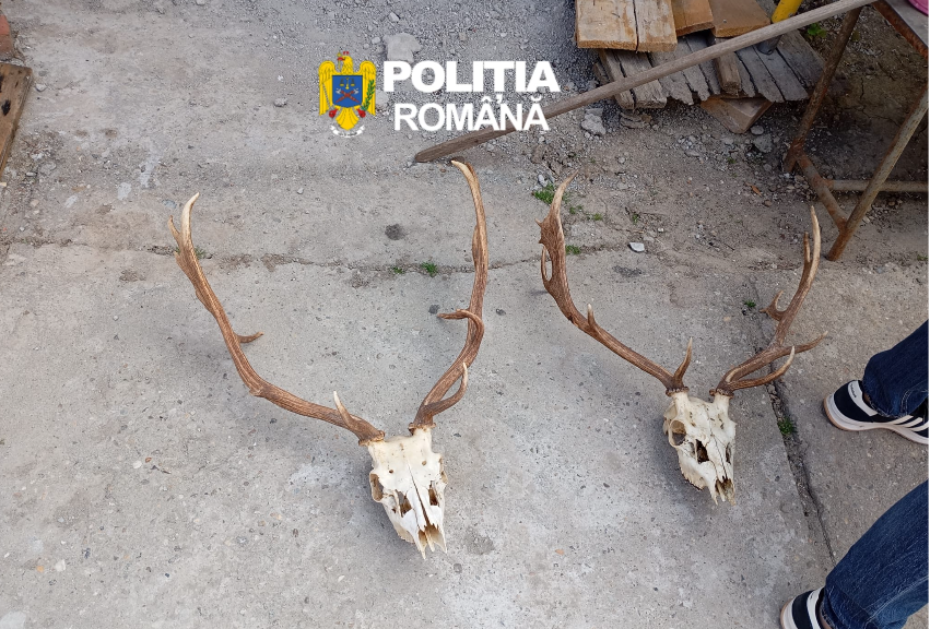 Two deer skulls with large antlers on a rough concrete surface, police watermark in the top center (Romania).
