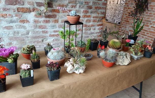 Table covered with burlap showcases a variety of potted cacti and succulents against an exposed brick wall, arranged in small pots and containers for display.