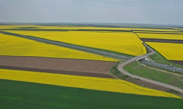 Aerial view of bright yellow canola fields with a curved highway interchange crossing brown farmland.